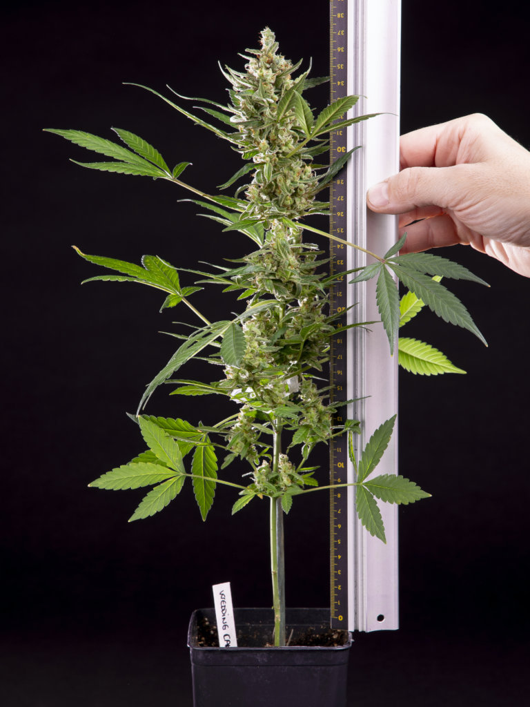 Auto-flower plants stay to a discreet height (Philosopher Seeds)