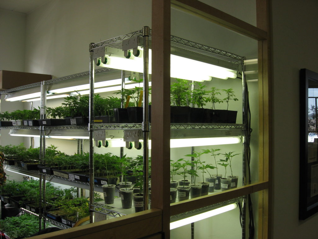 Clones bought from a dispensary can carry diseases into your grow