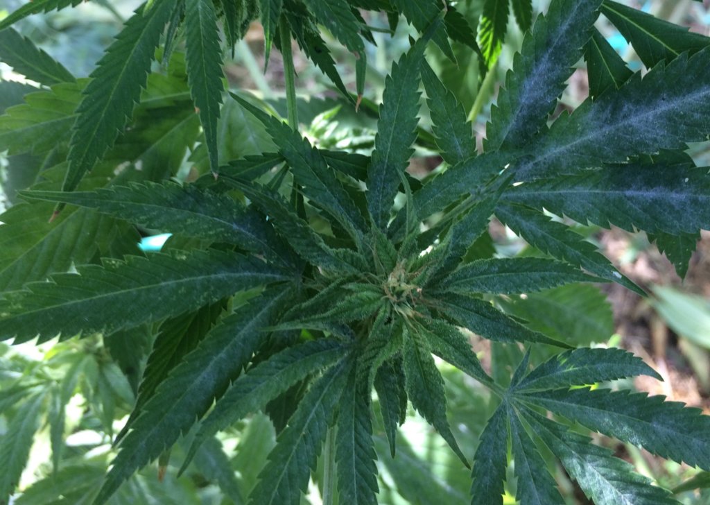 Powdery Mildew on Cannabis flowers