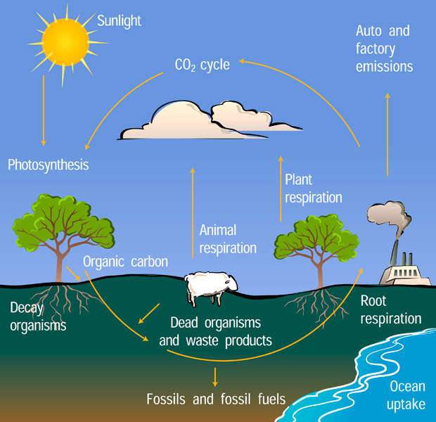 CO² cycle in everyday life