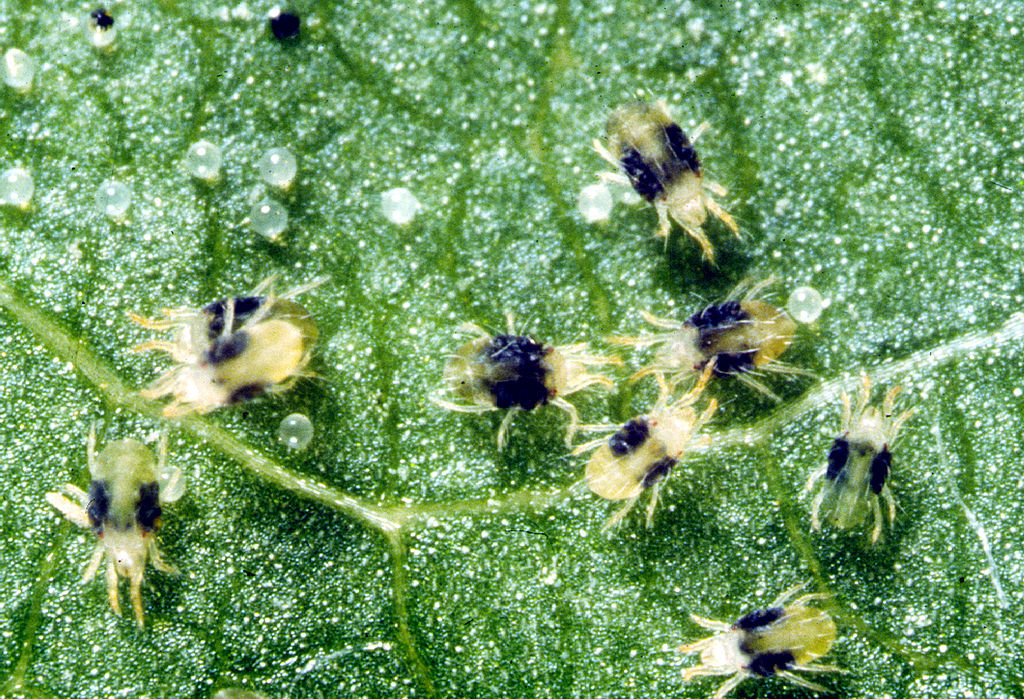 Two-spotted Spider mites in adult and egg form