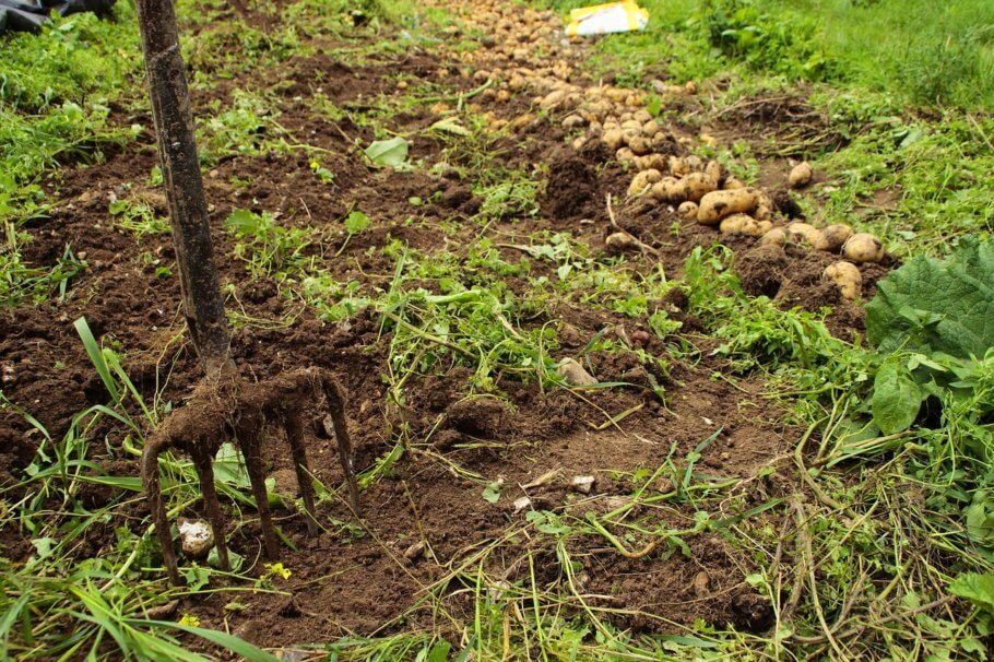 Bokashi promotes a healthy and fertile living soil