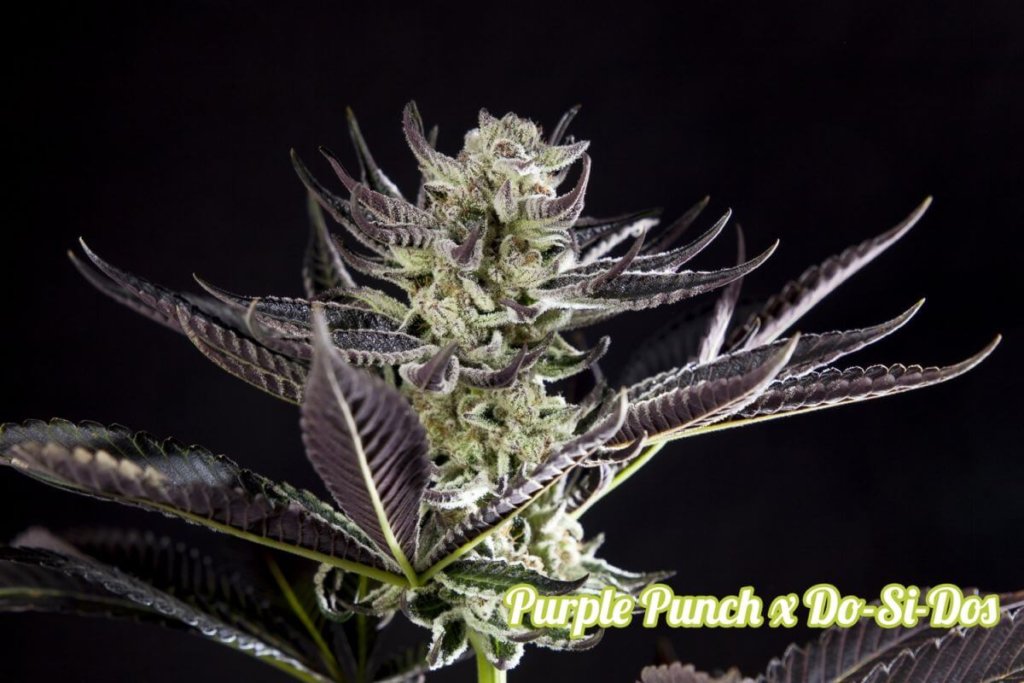 Purple Punch x Do-Si-Dos from Philosopher Seeds