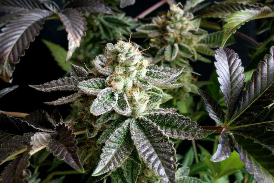 The buds appearance is magnificent