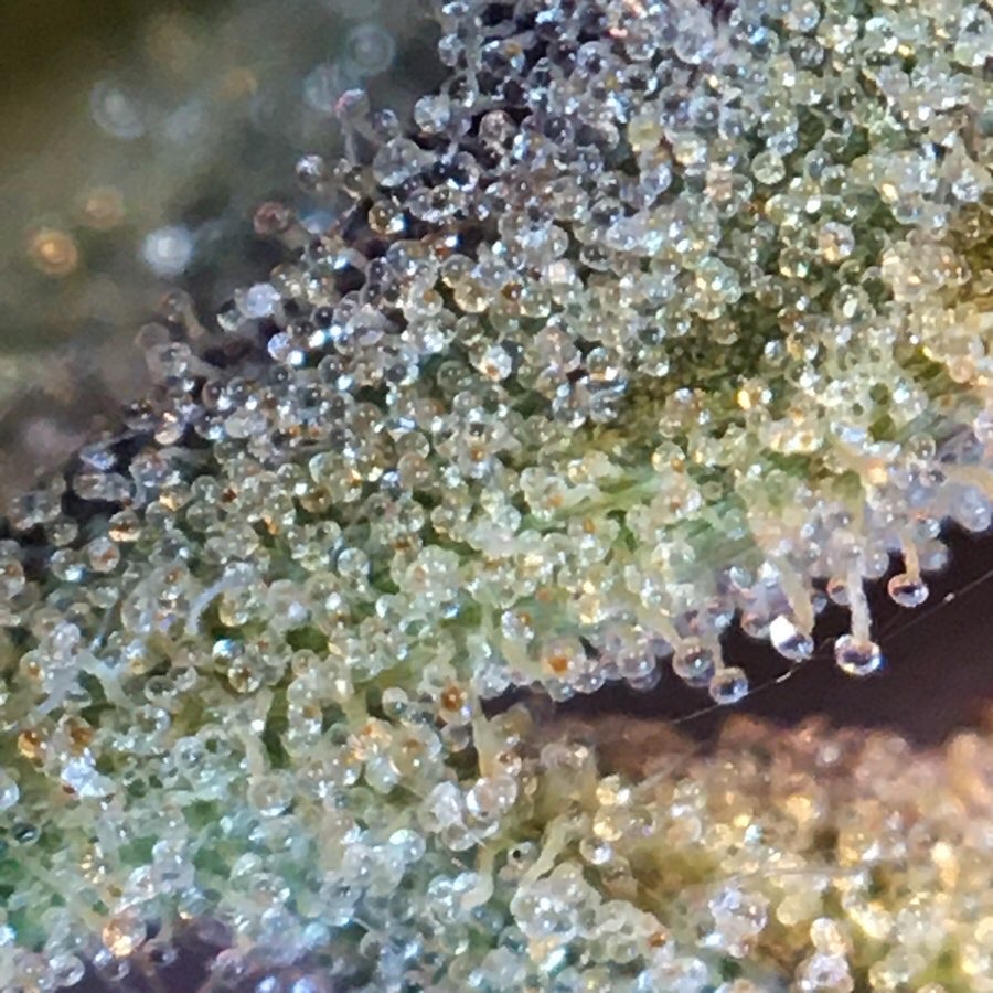 This Do-Si-Dos cross shows the kind of trichome coverage every hash maker dreams of!