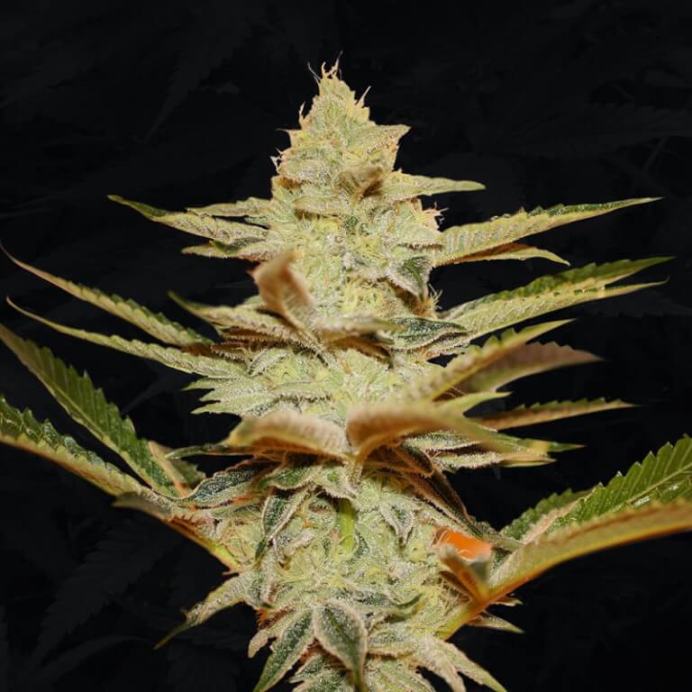 Stracciatella by TH Seeds