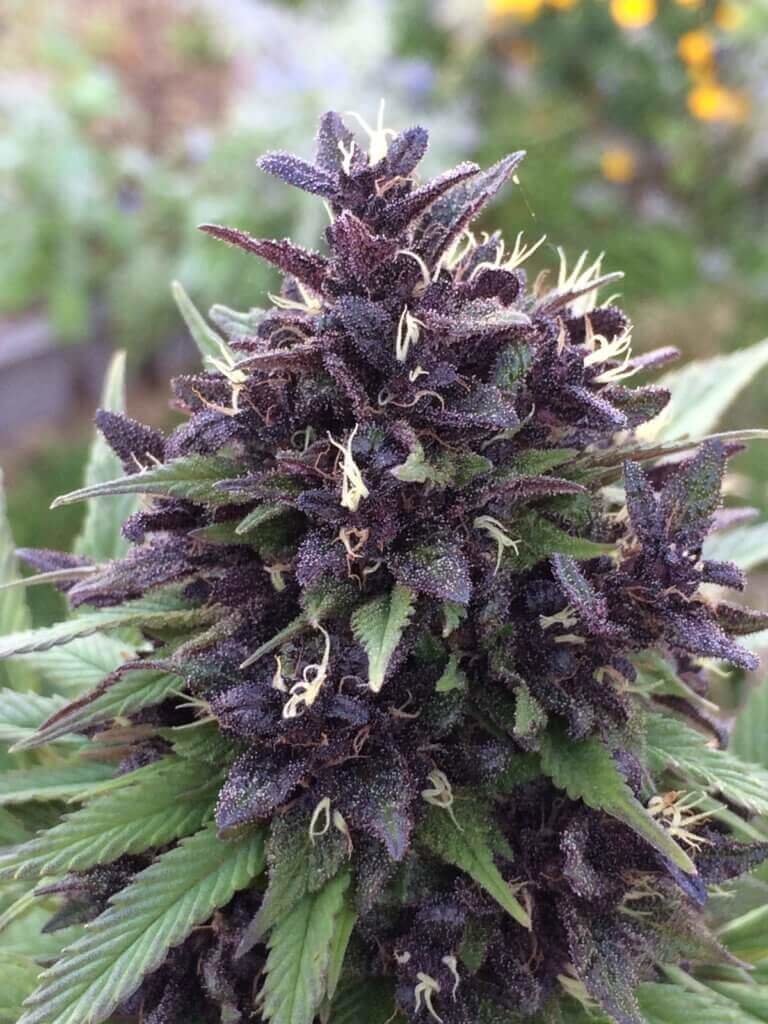 Violeta by ACE Seeds
