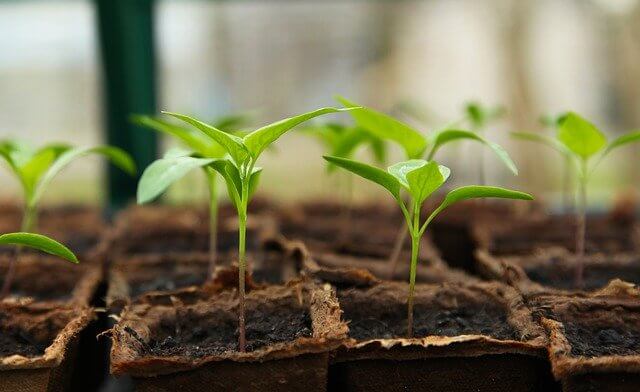 Tips for germinating vegetable seeds for your garden