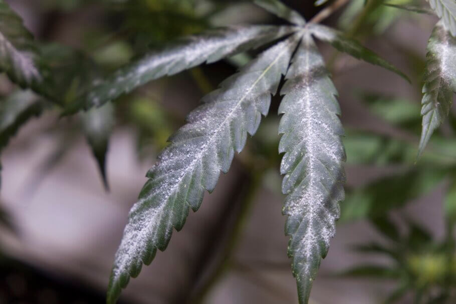 Poor ventilation can cause powdery mildew