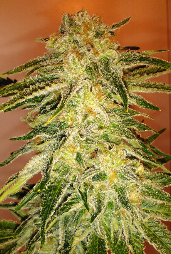 Cinex by Elev8 Seeds