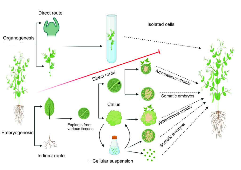 The two main routes are organogenesis and embryogenesis