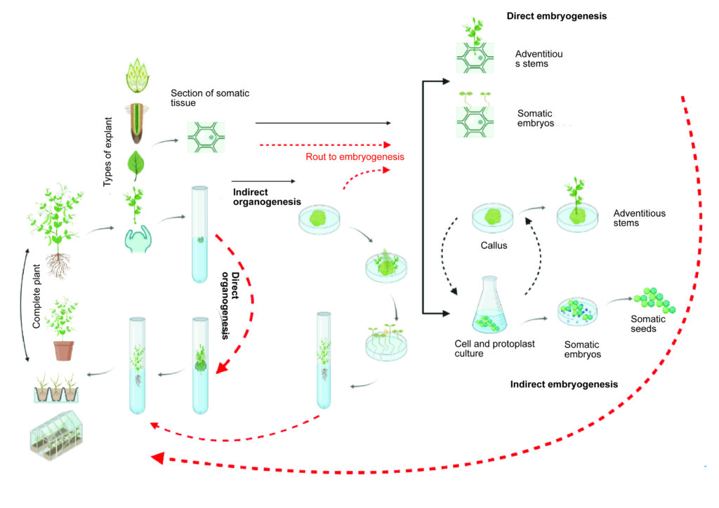 Examples & routes of direct and indirect organogenesis & embryogenesis