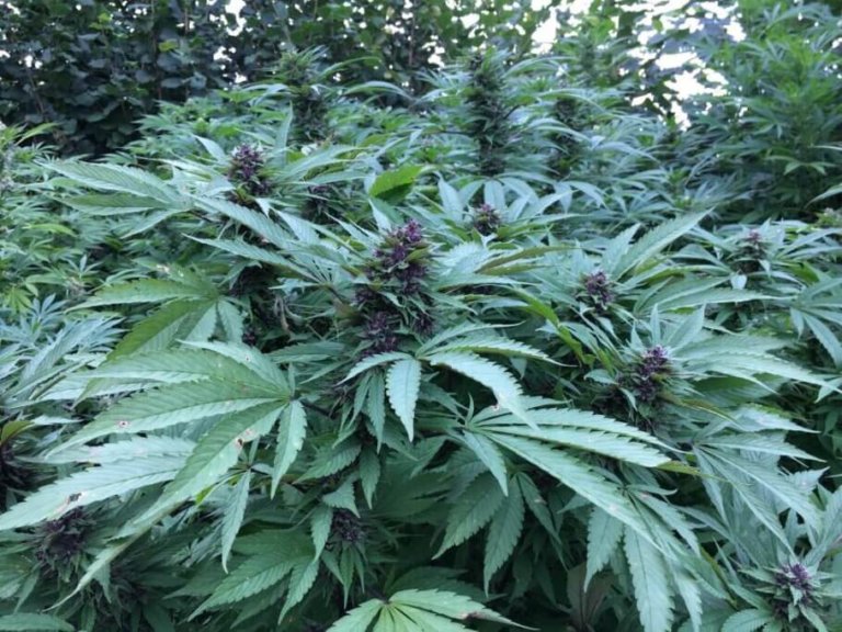Outdoor cannabis harvest: tips and tricks