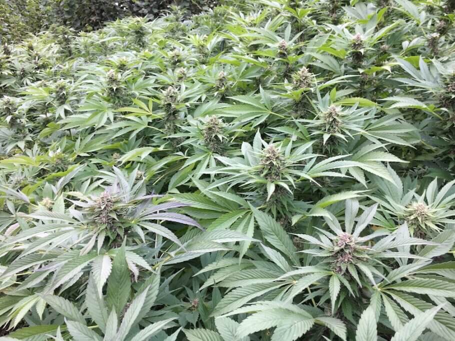 When growing cannabis outdoors the climate should be closely monitored
