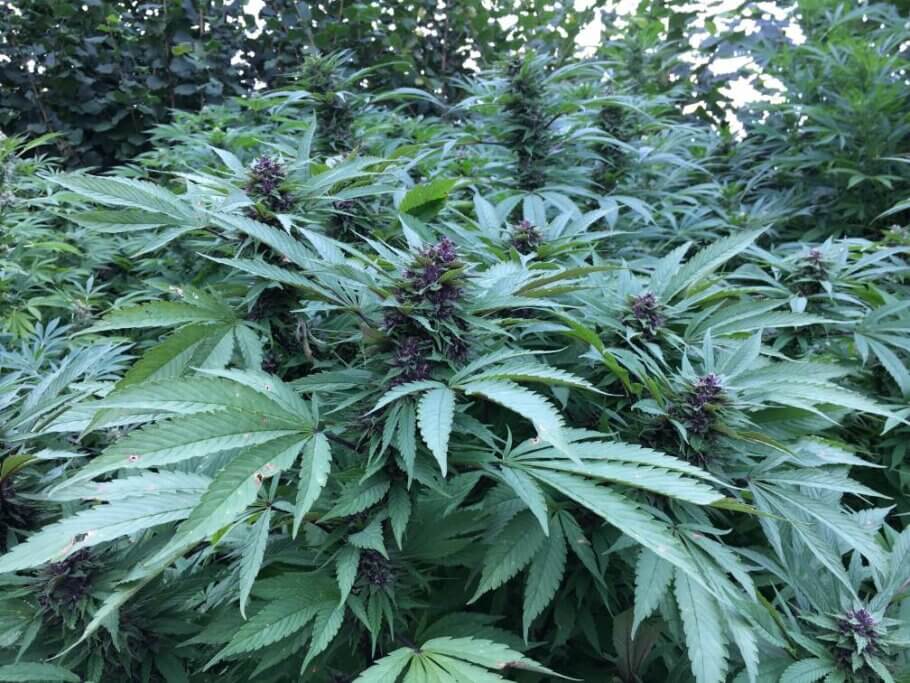 Outdoor marijuana grow tent