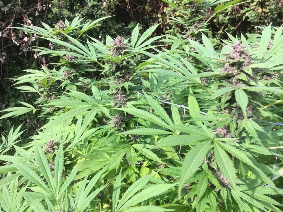 Cannabis harvest season takes place in late summer
