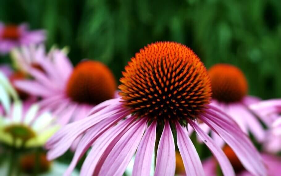 Echinacea's therapeutic effects are known since ancient times