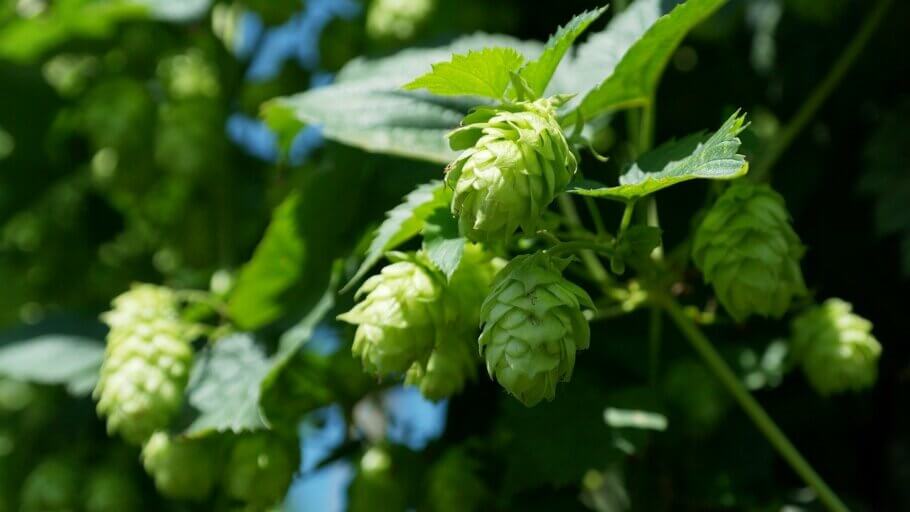 Hops contain beta-caryophyllene, a terpene also found in cannabis