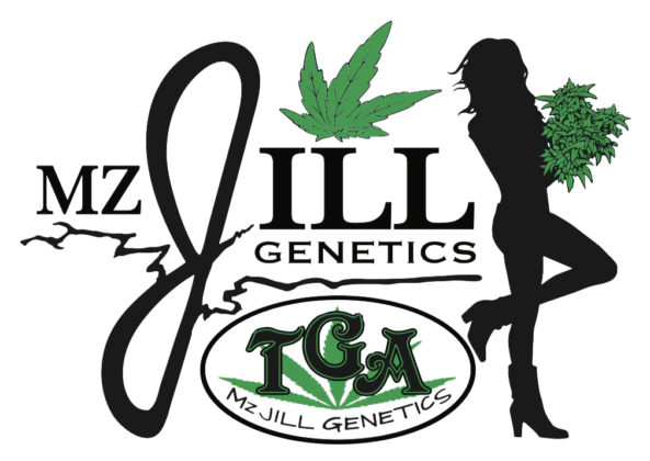 Mz Jill Genetics is available at Alchimia Grow Shop