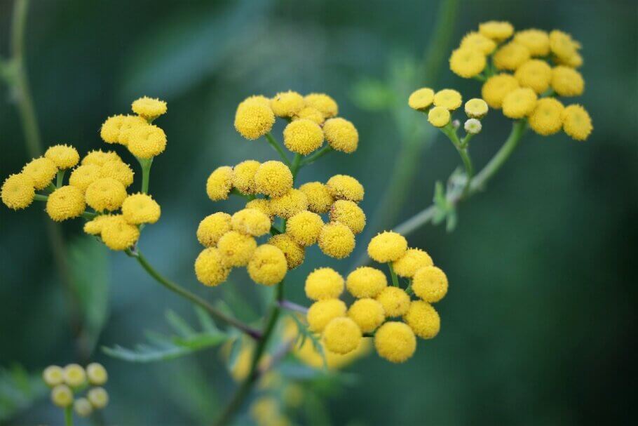 The name helichrysum comes from the Greek (helios means sun, and chrysos means gold), and represents its bright yellow flowers