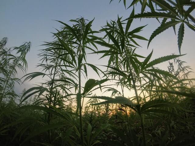 Cannabis produces very little Delta-8-THC