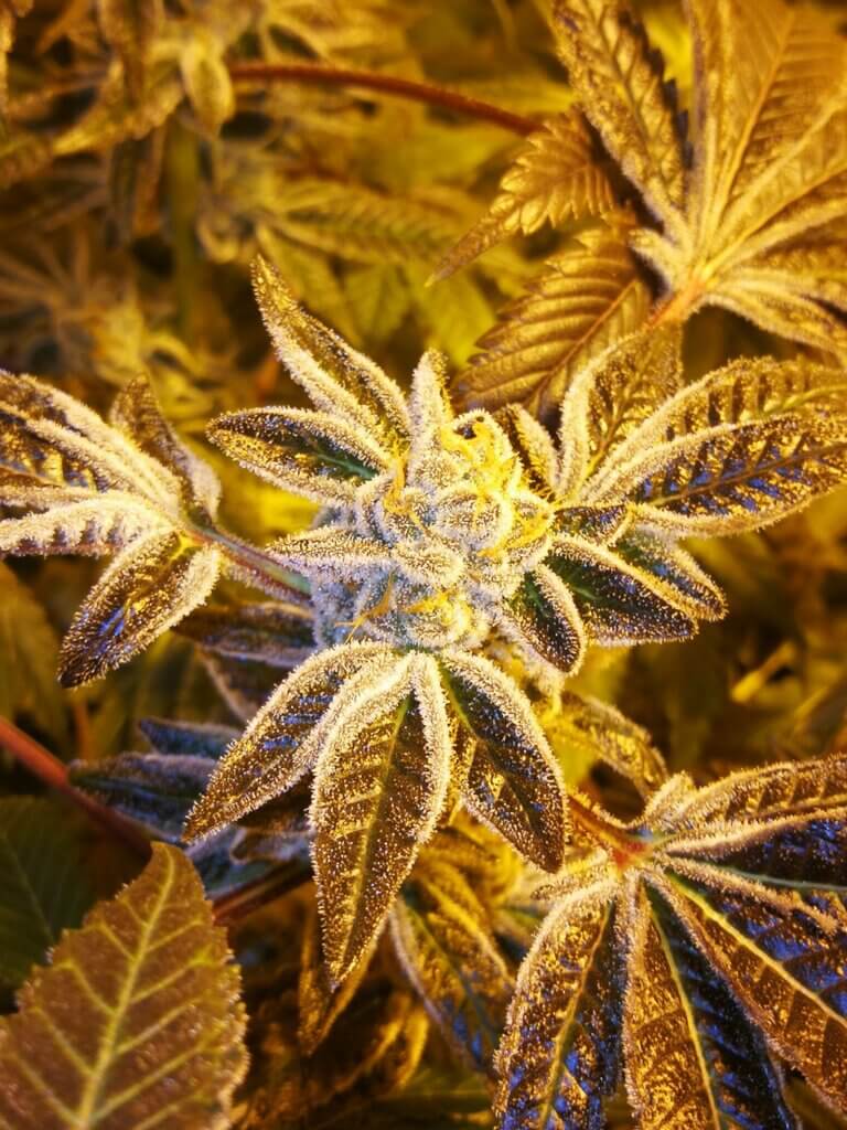 Candyland bud fully coated with glandular trichomes