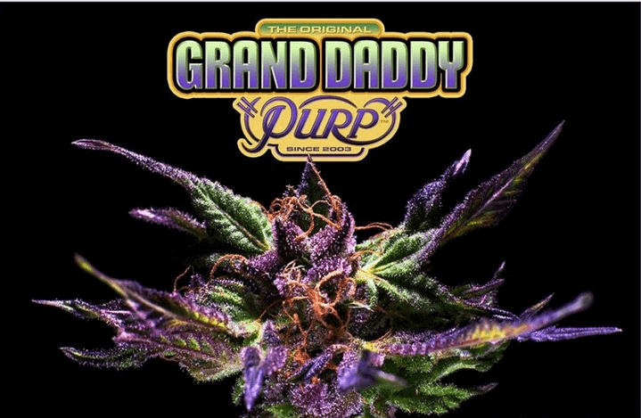 Ken Estes is the creator of the Grand Daddy Purp seed bank