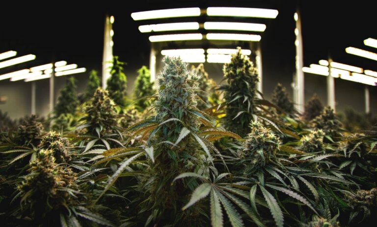 10 easy-to-avoid errors in your first indoor grow
