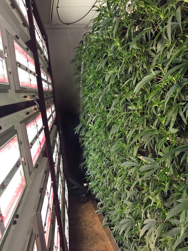 The GLTI Cannadvance VCS® (Vertical Cultivation System) from the company Green Living Technologies is changing the terminology of "Sea of ​​Green" for that of a "green wall"