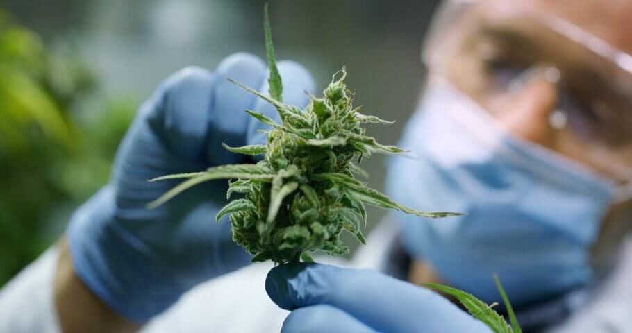 Determining the amount of the main cannabinoids is increasingly important