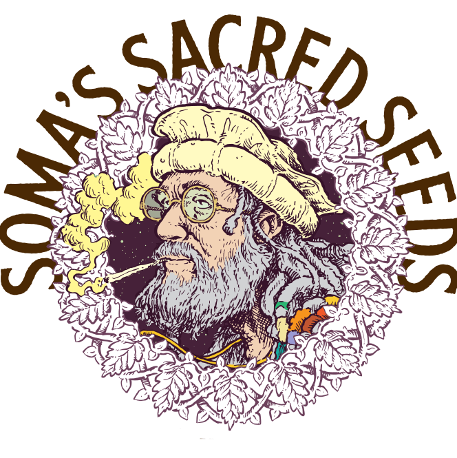 The return of Soma Sacred Seeds