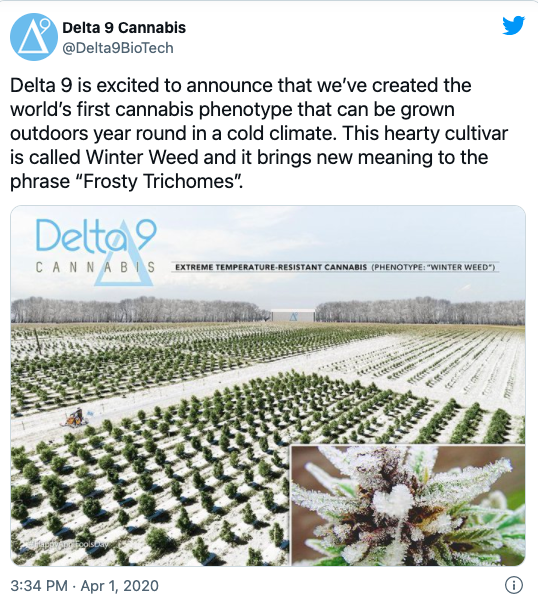 Delta 9 Cannabis and their Winter Weed prank