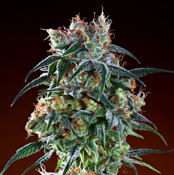 Magnificent Bay11 plant from Grand Daddy Purple Seeds