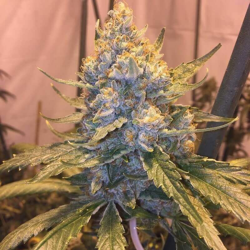 Cocoa OG from Grand Daddy Purple Seeds is a good producer