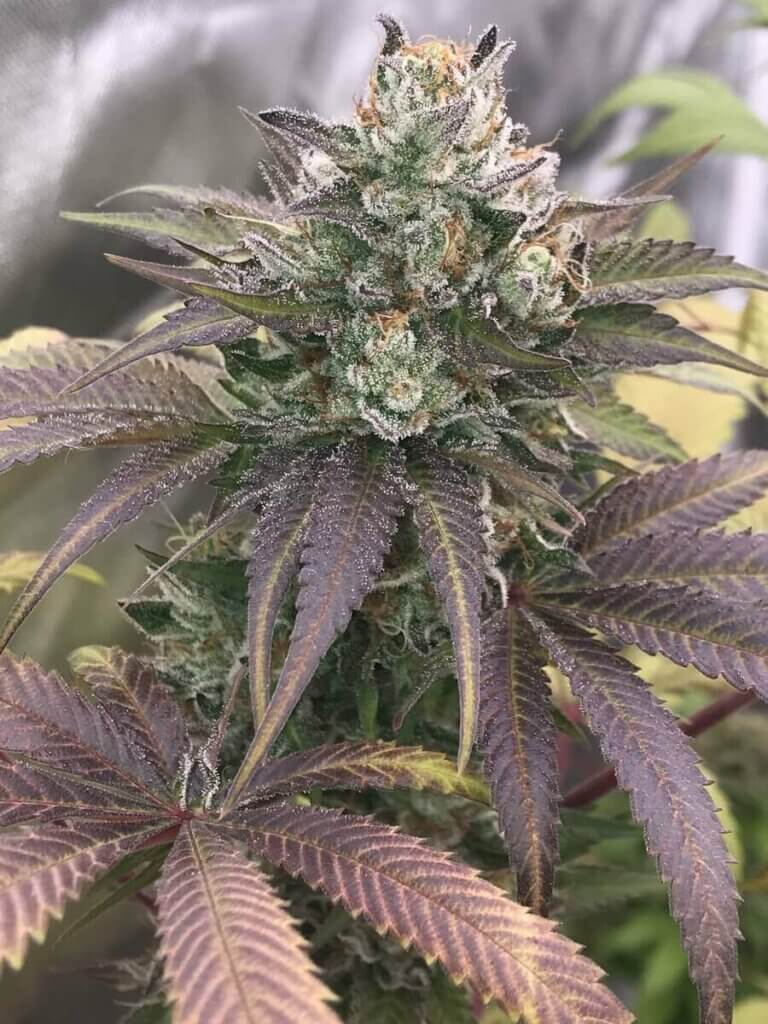 Bodhi Seeds' Sakura comes from Bubba Kush's coveted Katsu clone