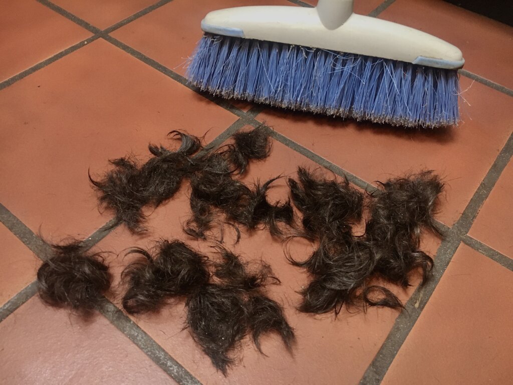 Try asking for hair clippings at the local barbershop