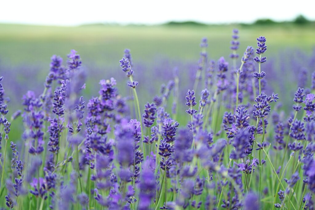 Lavender is a great deterrent for many wild animals (Photo by Annie Spratt on Unsplash)