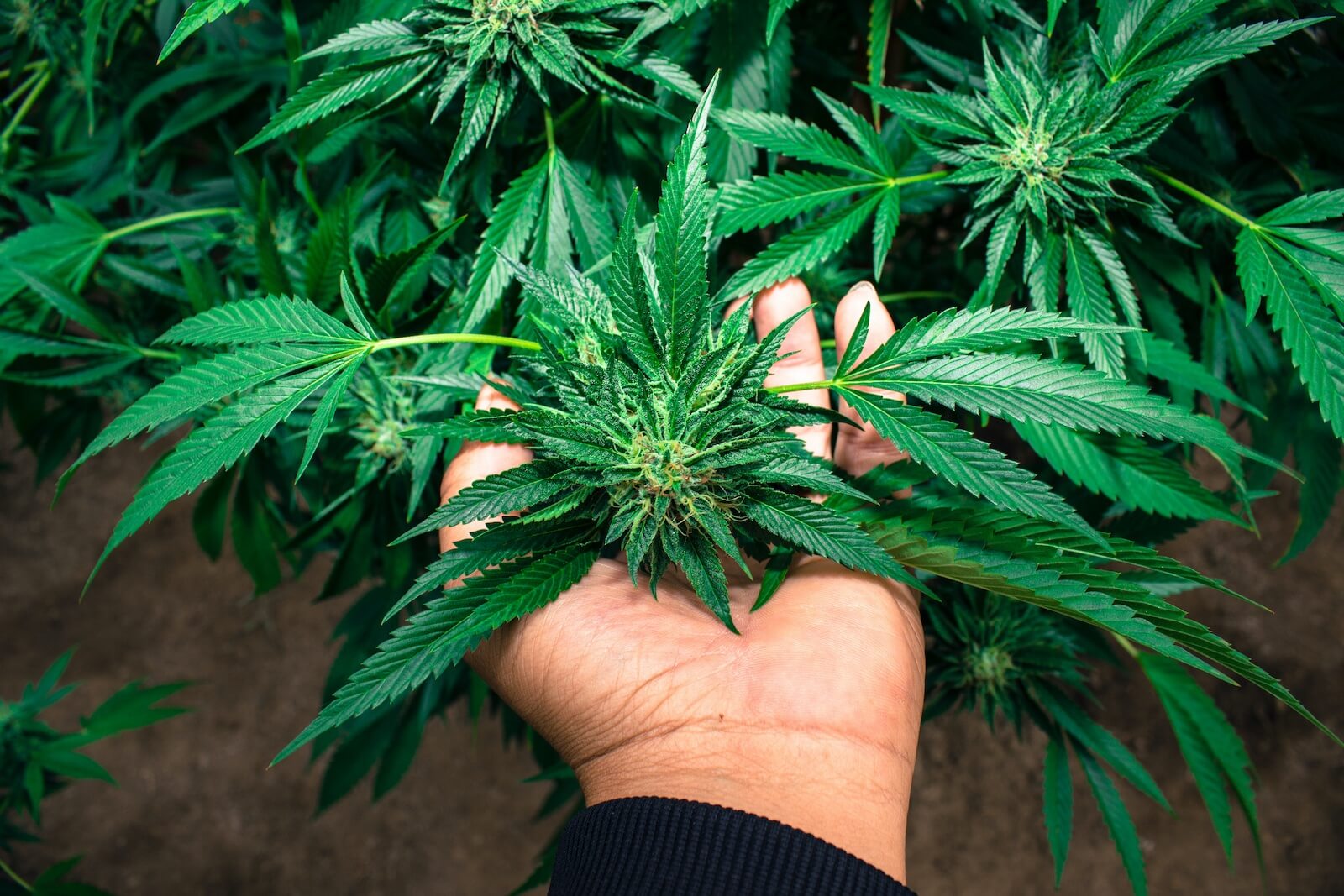 Fertilising Autoflowering Cannabis Plants