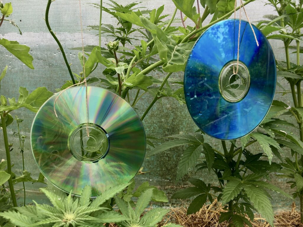 Hanging old CDs can be a great way to frighten shy animals away