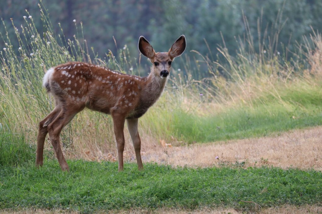 Cute but problematic - a herd of deer can quickly devastate your plants