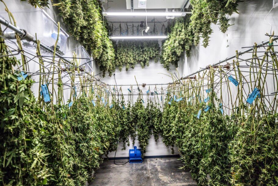 Marijuana drying in an industrial cultivation warehouse