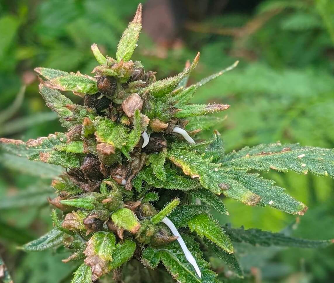 Viviparity or premature germination of cannabis seeds