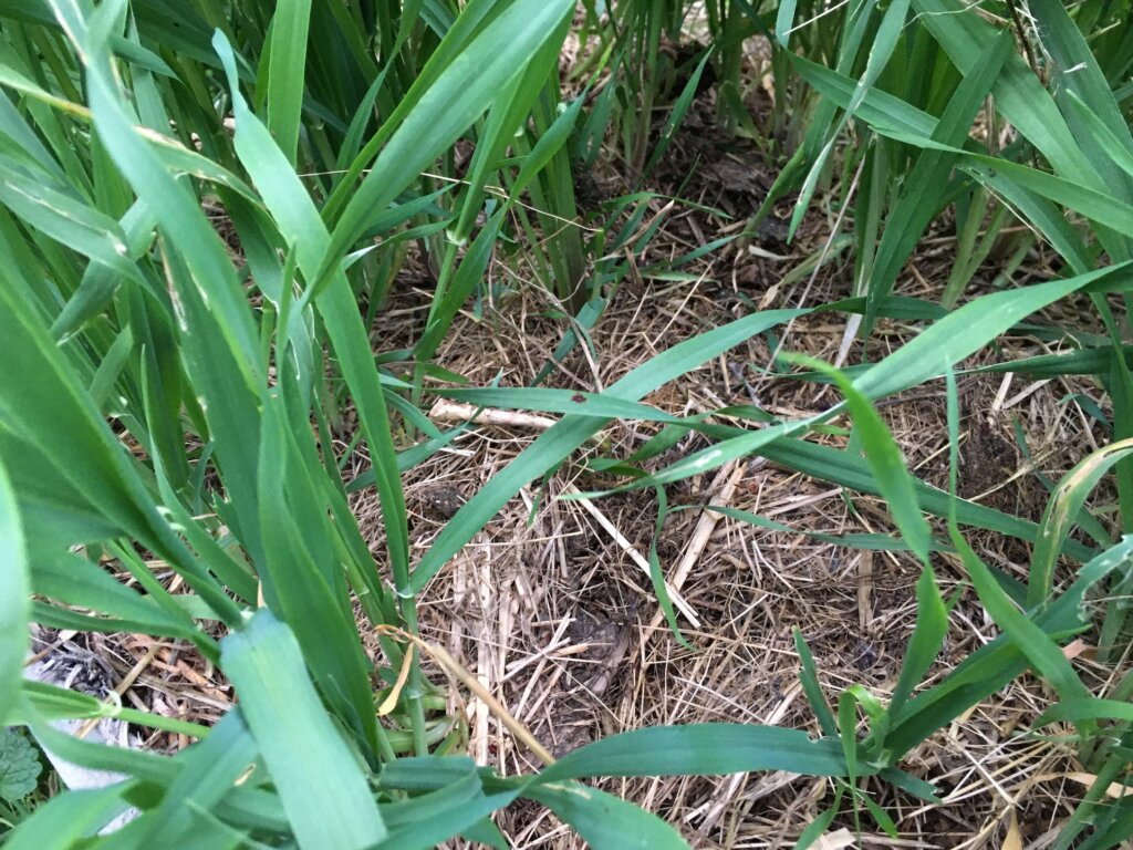 This barley cover crop has grown through the mulch and will need to be cut back before long