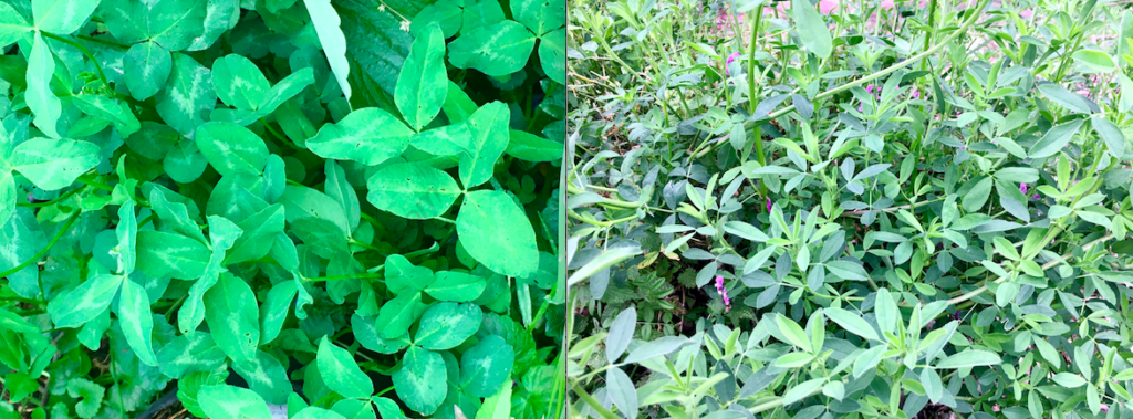 Clover is probably the most popular cover crop - it's hardy and fast-growing and fixes nitrogen, as does Alfalfa, a green manure plant widely used in agriculture