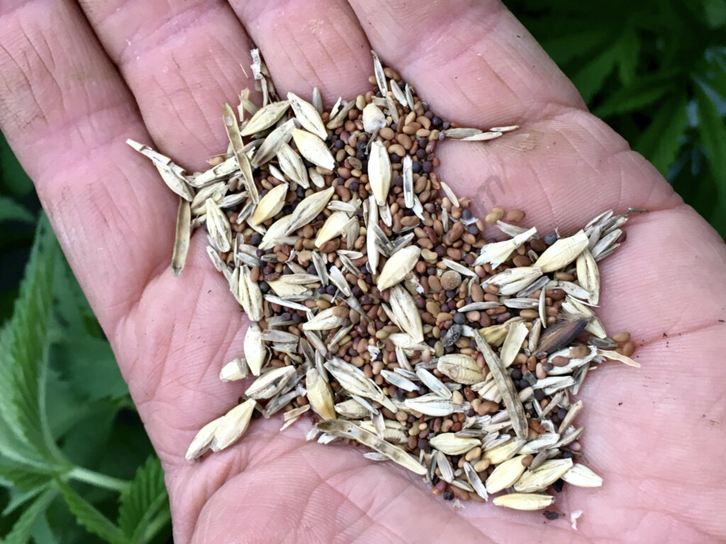 A cover crop blend including clover, alfalfa, mustard and barley seeds