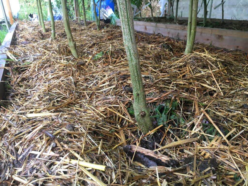 If you look closely, you can see some cut cover crop beneath the straw mulch layer