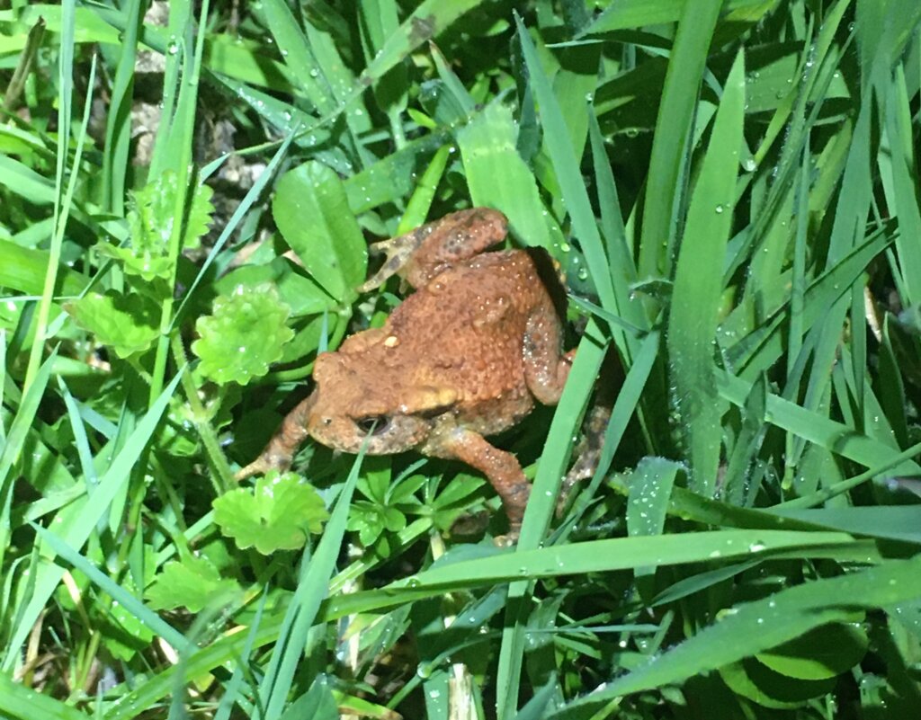 Cover crops will also provide habitat for beneficial predators like this toad