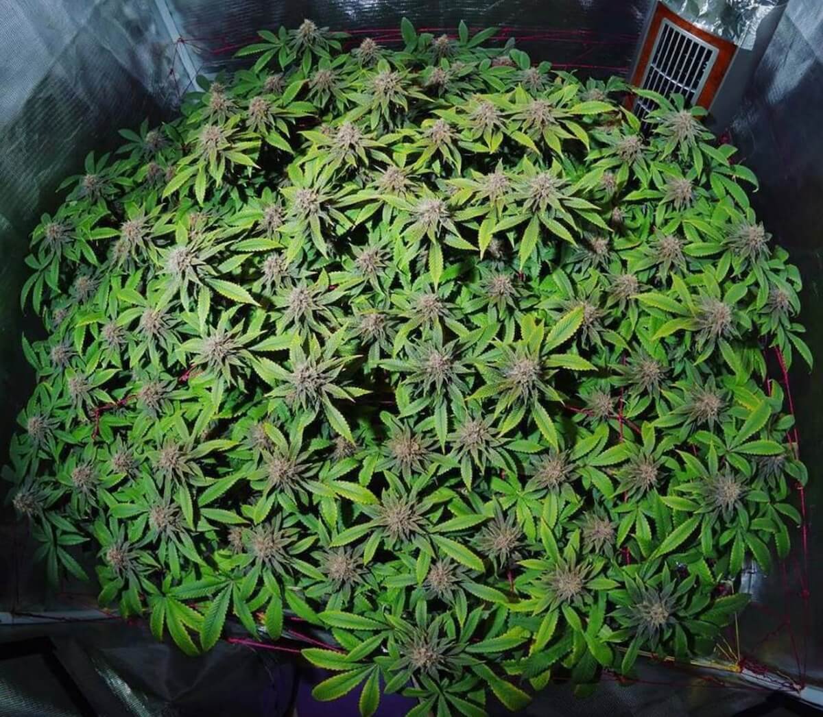Bud Porn: Who's got the biggest?