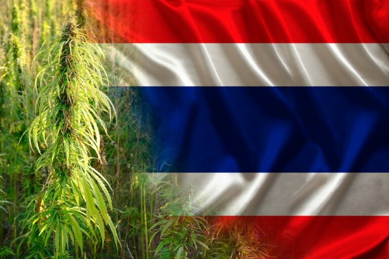 Thailand is giving away a million cannabis plants for home cultivation
