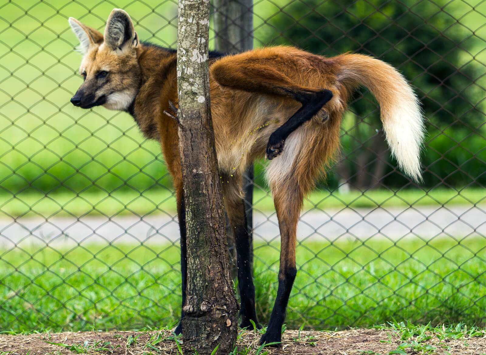 The Maned Wolf and why its urine smells of cannabis